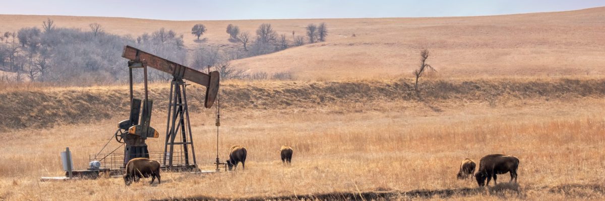 Bison around oil well in Oklahoma